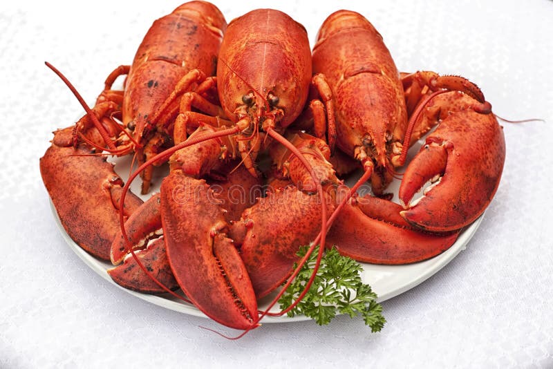 Cooked Lobster Stock Photo, Picture and Royalty Free Image. Image