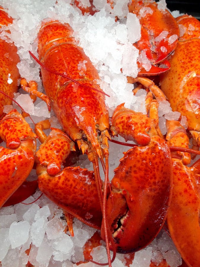 Cooked lobsters stock photo. Image of dinner, freshness 116362710