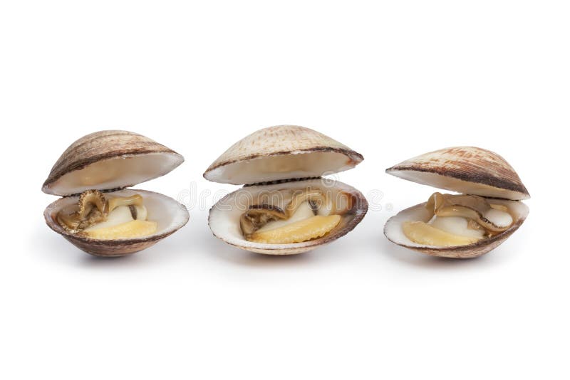Cooked open Dog cockles stock photo. Image of cooked 17280068
