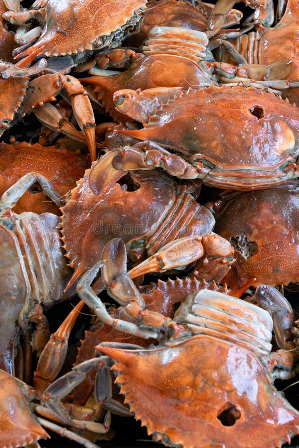 Cooked Red Crabs, Healthy Seafood Stock Photo Image of lobster, crabs