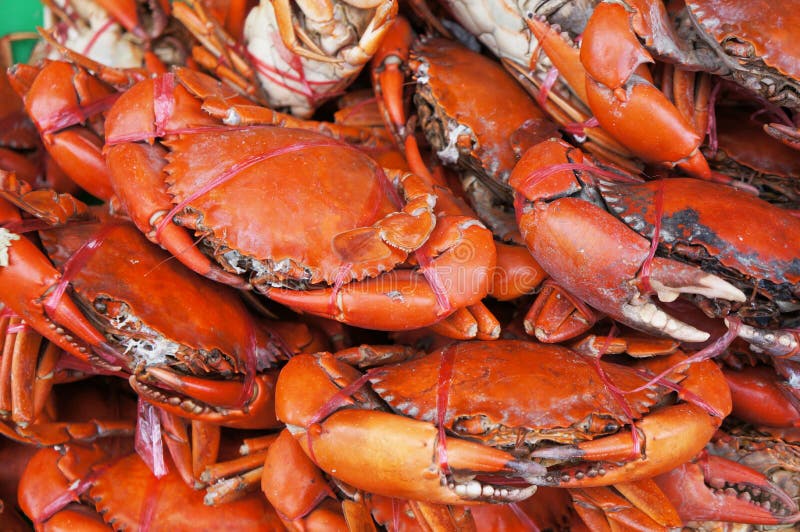 Cooked sea crab stock photo. Image of nature, cook, tasty 35662920