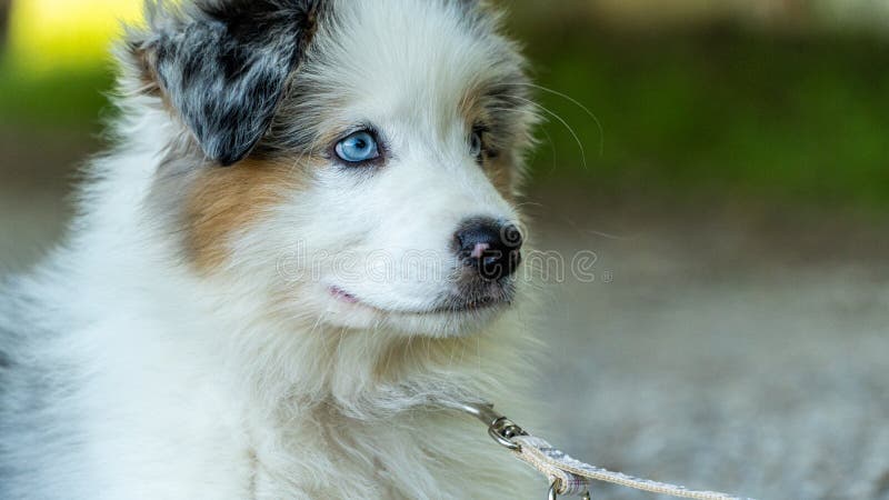 blue eyed tri australian shepherd