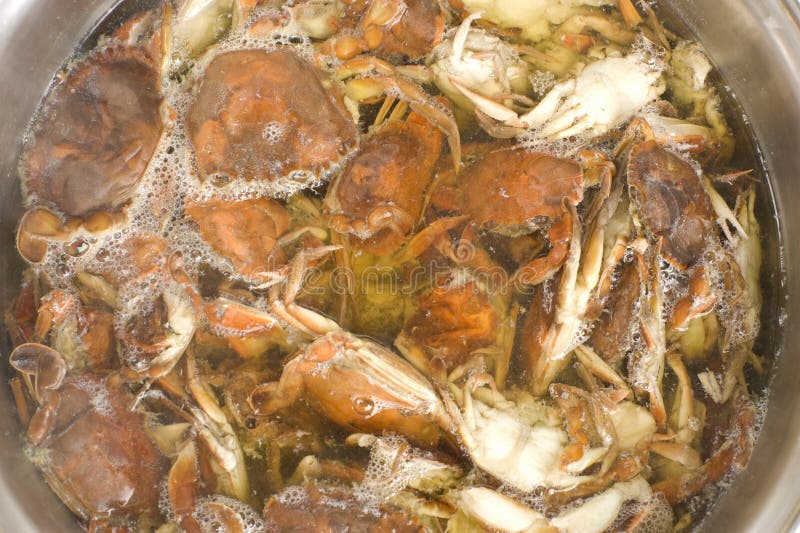 Cooking Crabs stock image. Image of crab, shellfish, meal 13453001