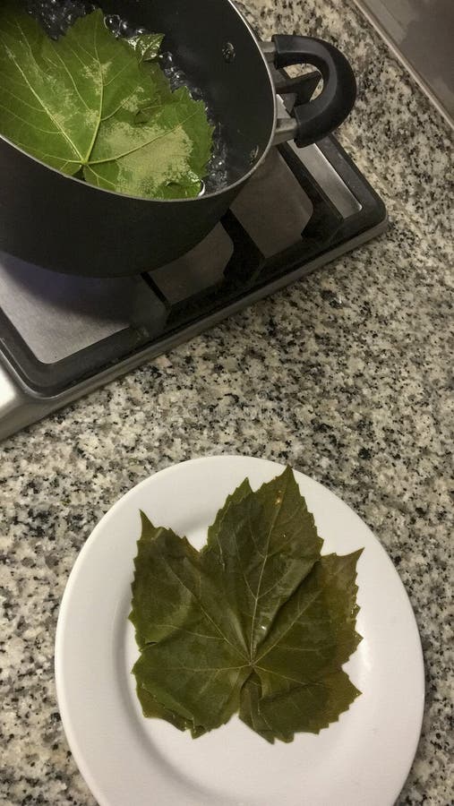 Cooking Grape Leaves Stuffed with Meat Stock Image Image of inab