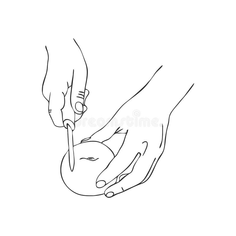 Cooking hands with knife and tomato. Cooking hands with knife cutting tomato, line drawing isolated symbol at white background vector illustration Cooking hands with knife and tomato. Cooking hands with knife cutting tomato, line drawing isolated symbol at white background vector illustration
