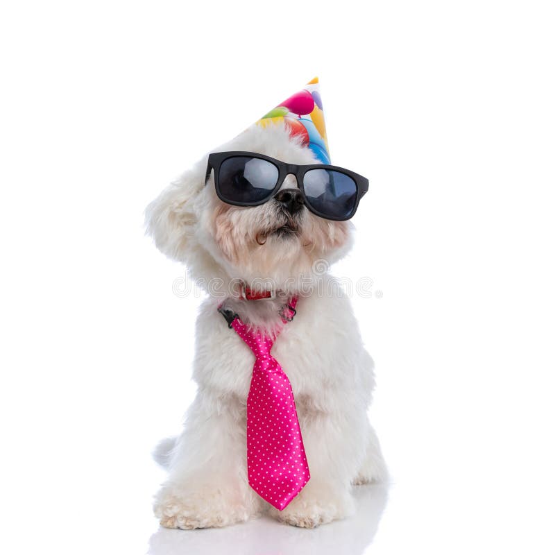 Cool bichon dog wearing sunglasses, pink tie