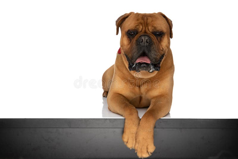 Cool brown bullmastiff with bowtie holding paws on table and panting while laying down on white background in studio. Cool brown bullmastiff with bowtie holding paws on table and panting while laying down on white background in studio