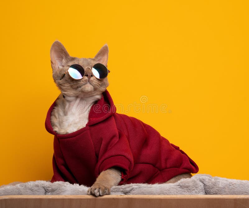 cat with sunglasses and hoodie