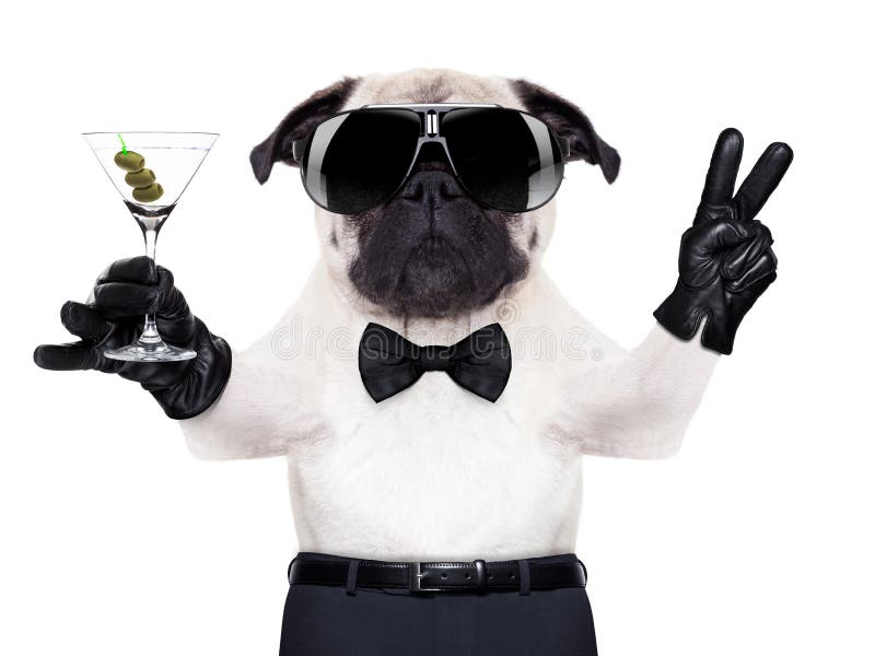 Cool pug dog with martini glass and peace or victory fingers,. Cool pug dog with martini glass and peace or victory fingers,