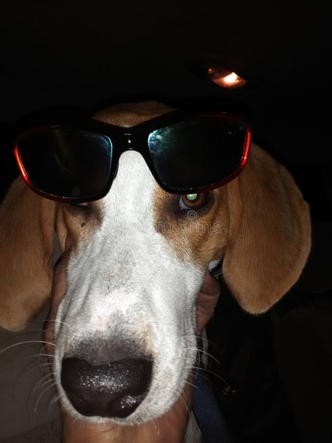 Dog Shades Stock Images Download 1,169 Royalty Free Photos