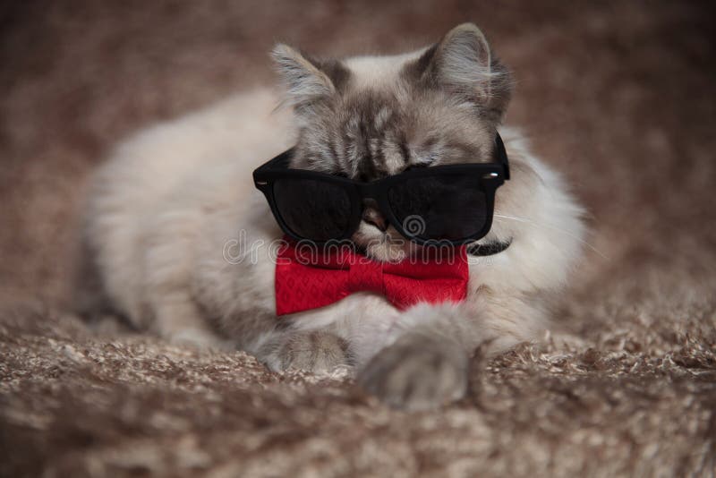 9+ Hundred Cat Gangster Royalty-Free Images, Stock Photos & Pictures