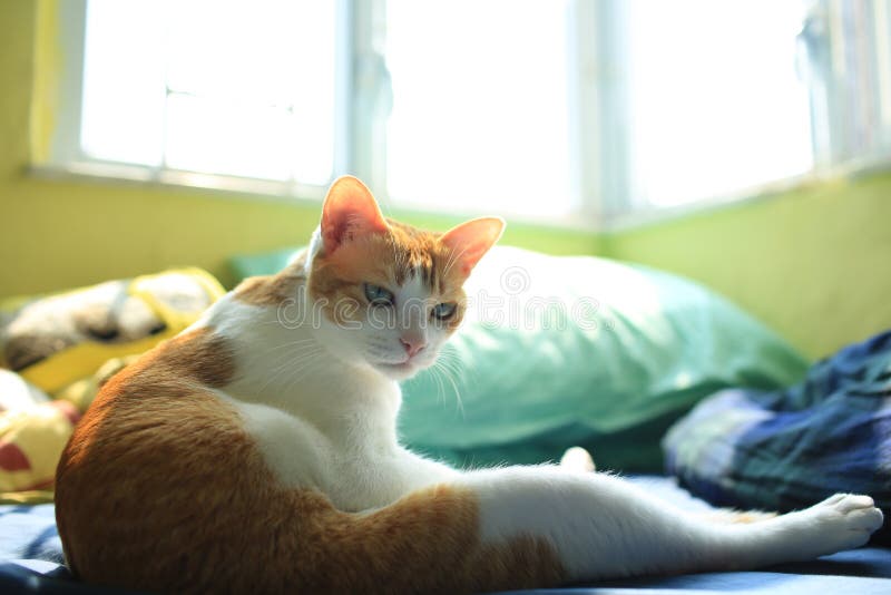 Cool ginger cat sit on bed stock image. Image of sweet 243133805