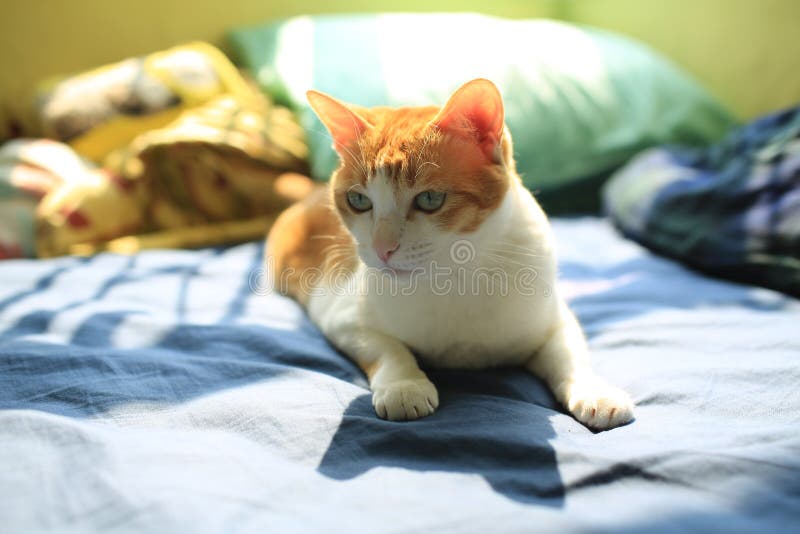 1,464 Cat Sit Bed Stock Photos Free & RoyaltyFree Stock Photos from