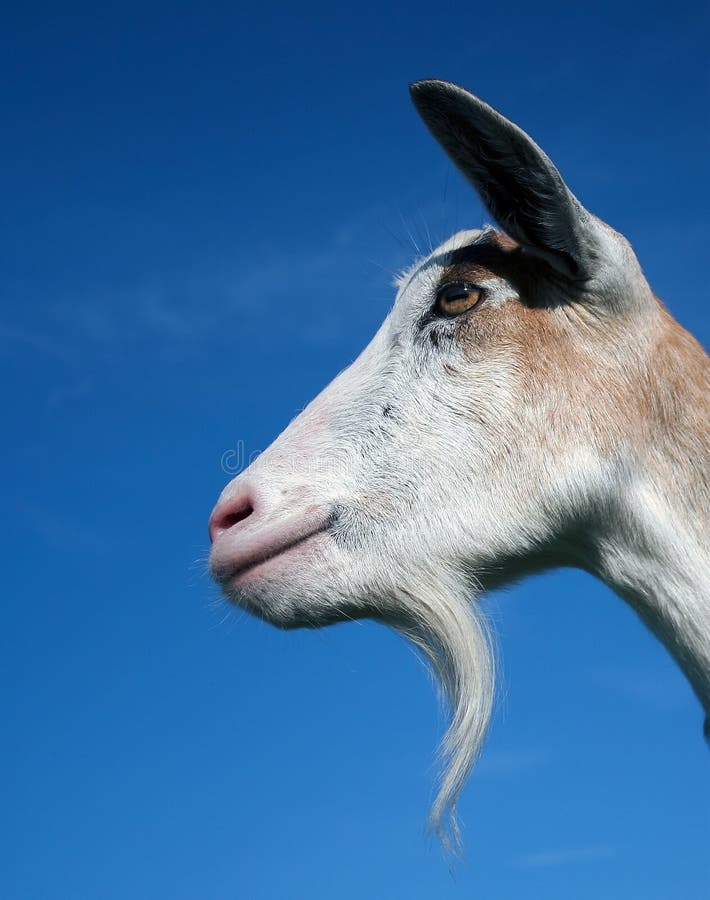 Rocker With A Bay Window Shows A Goat On A White Background Stock