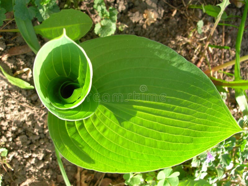 Cool leaf