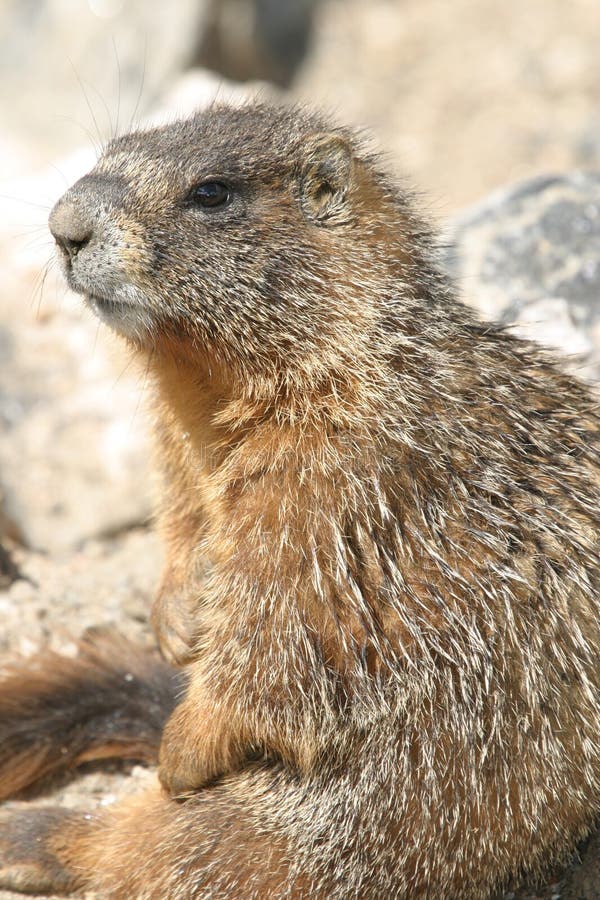 Cool Marmot