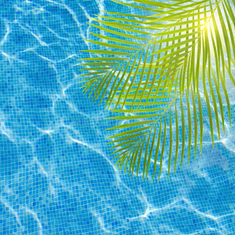 Cool Pool Water with Palm Tree Stock Photo Image of tourism, coconut