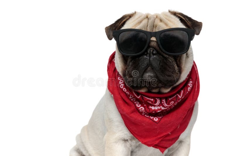 pugs shoots sunglasses