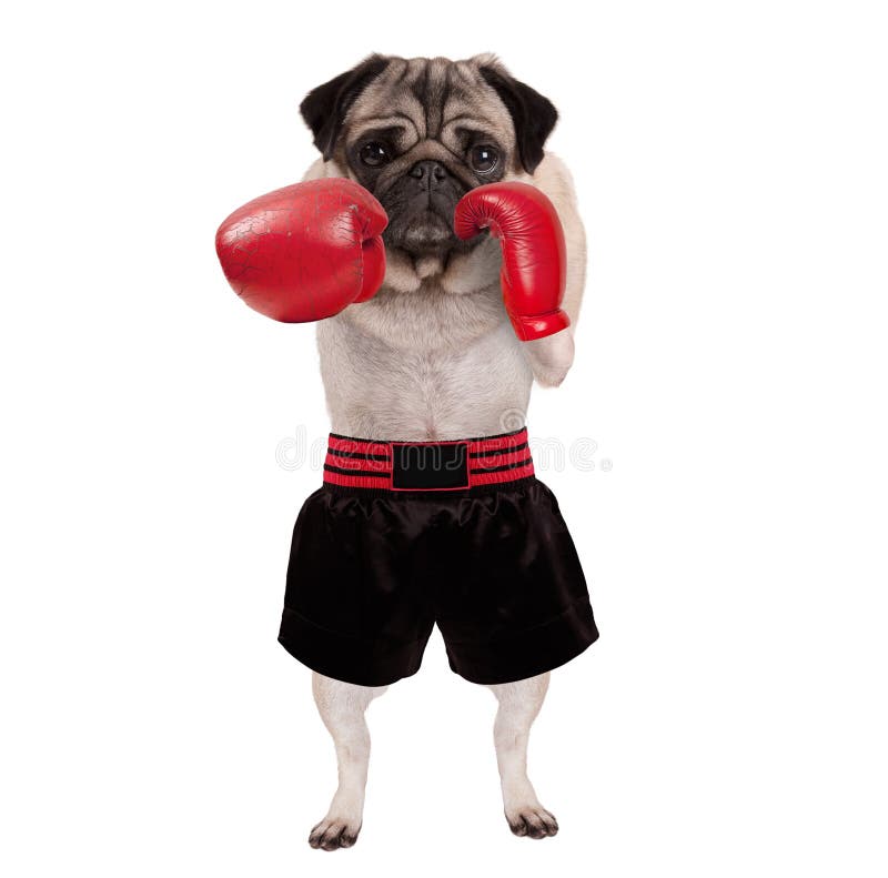 Cool standing pug dog boxer punching with red leather boxing gloves and shorts