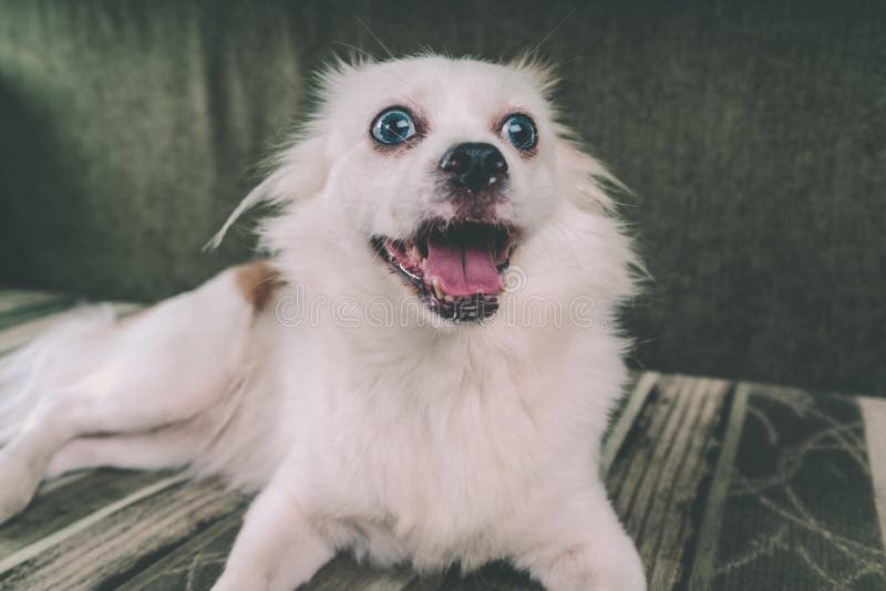 White fluffy dog lying on the couch and very wary looking to the side royalty free stock images White fluffy dog lying on the couch and very wary looking to the side royalty free stock images