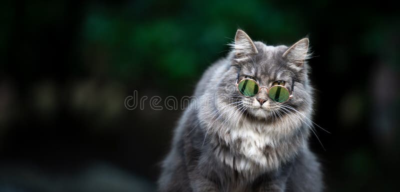 Coole kat met zonnebril in de openlucht , met kopieerruimte