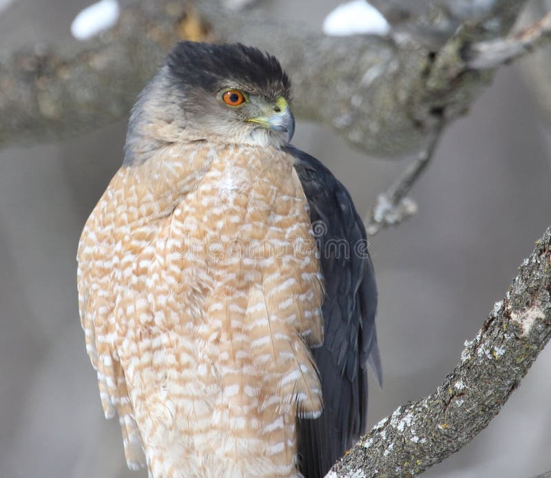 Cooper Hawk in Hunting Mode Stock Photo Image of cooper, pray 243398916