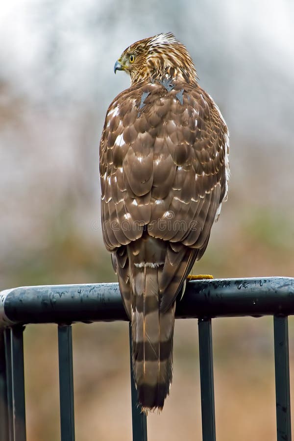 Coopers Hawk back view stock image. Image of tree, yellow 71333207