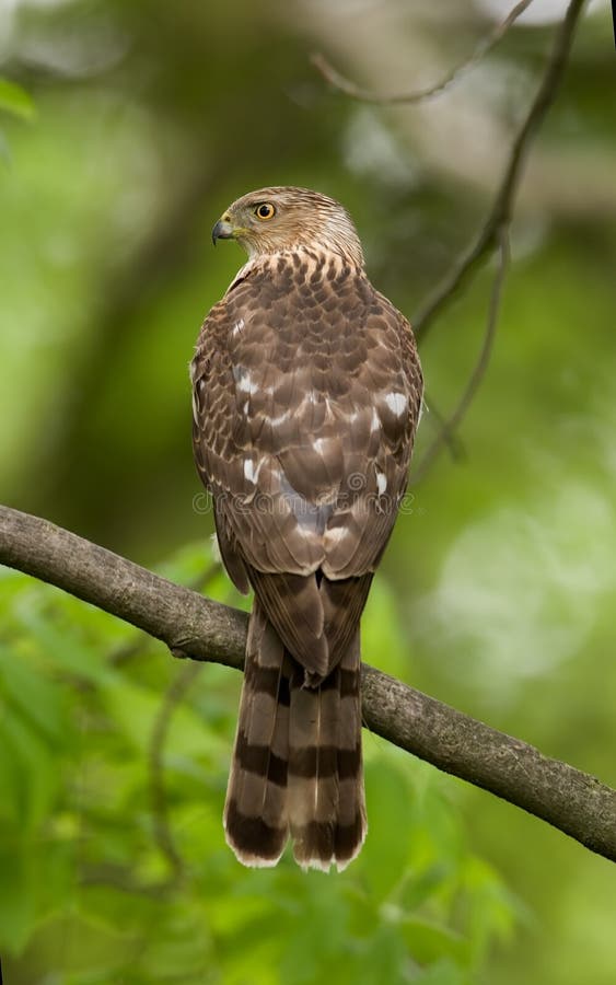 Cooper s hawk Accipiter cooperii