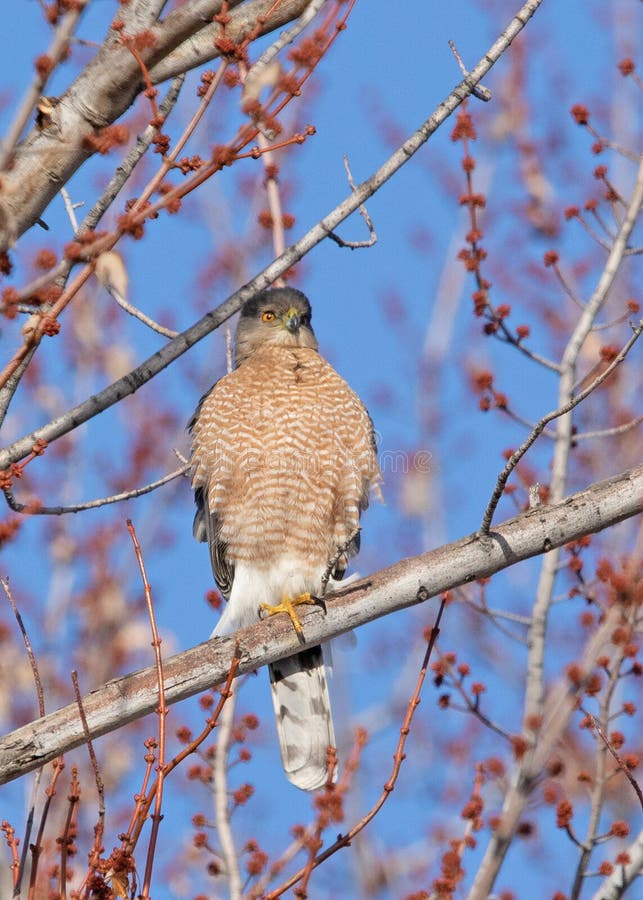 Cooper S Hawk (Accipiter Cooperii) Perched in Tree Stock Image Image of spring, animal 208287273