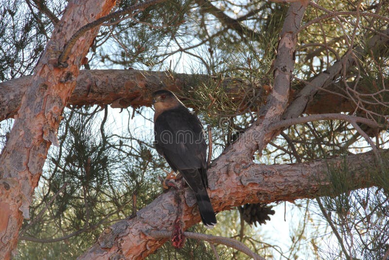 Cooper`s Hawk Accipiter cooperii 3 stock photography Cooper`s Hawk Accipiter cooperii 3 stock photography