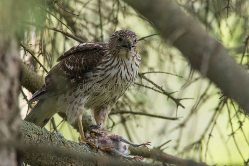 Cooper S Hawk with American Robin Prey Stock Image Image of tree