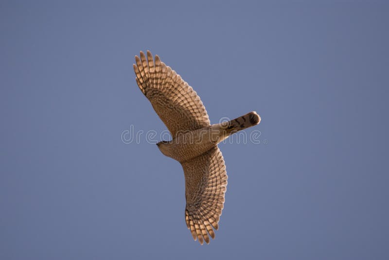 Cooper S Hawk with American Robin Prey Stock Image Image of tree