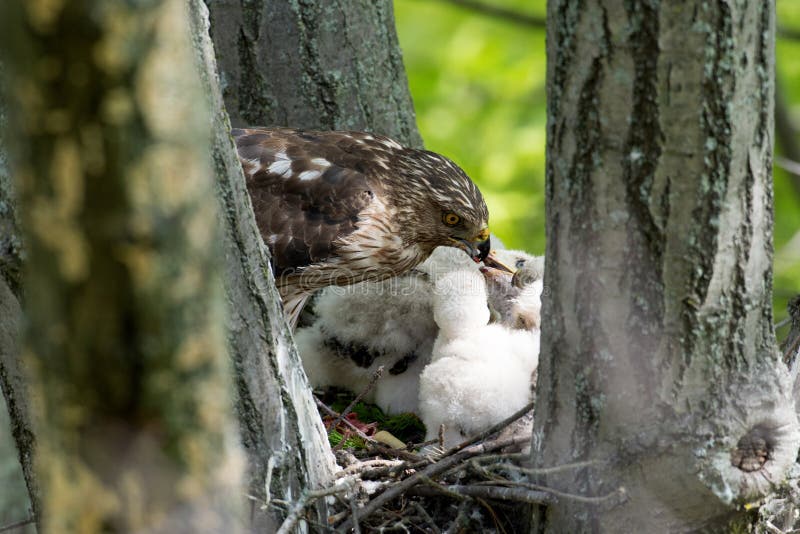 Coopers Hawk Feeding Chicks Stock Photo Image of eyas, bird 57540446