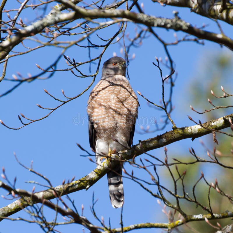 Cooper s hawk stock image. Image of richmond, wildlife 78882811