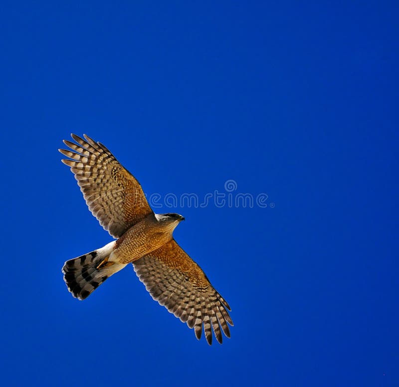 1,137 Coopers Hawk Stock Photos Free & RoyaltyFree Stock Photos from