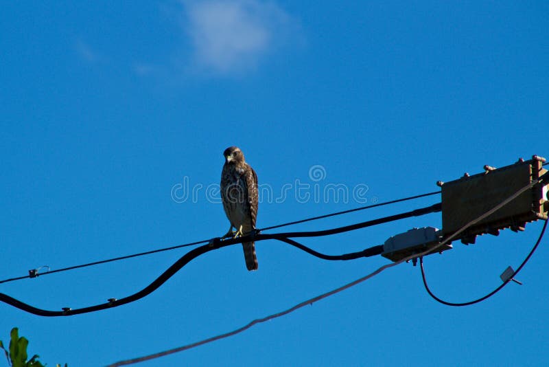 Coopers Hawk Perched on Power Lines Stock Photo - Image of hawk, alert ...