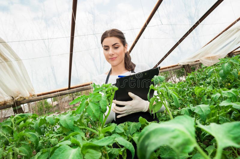 Coordenador fêmea novo da agricultura que inspeciona a planta imagem de stock Coordenador fêmea novo da agricultura que inspeciona a planta imagem de stock