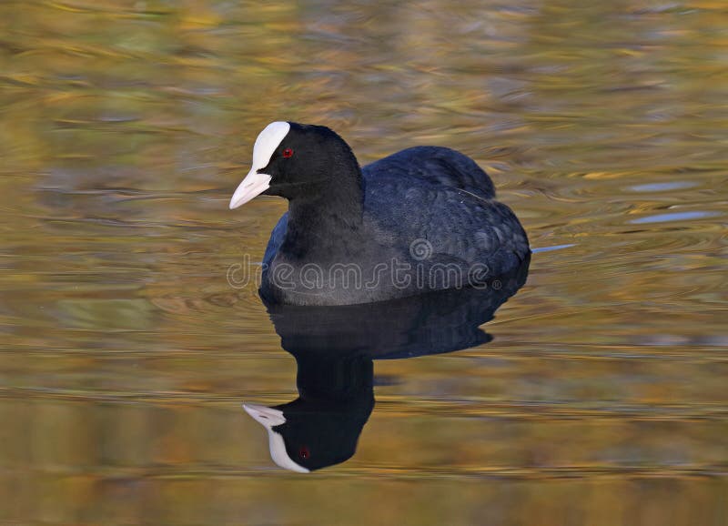 coot immagine stock libera da diritti coot immagine stock libera da diritti