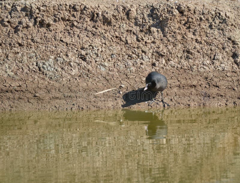 coot fotografie stock coot fotografie stock