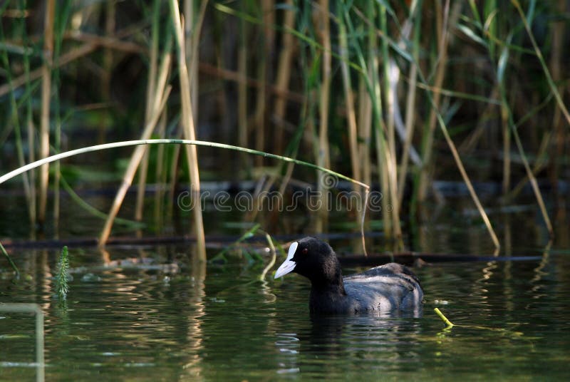 coot fotografia stock libera da diritti coot fotografia stock libera da diritti