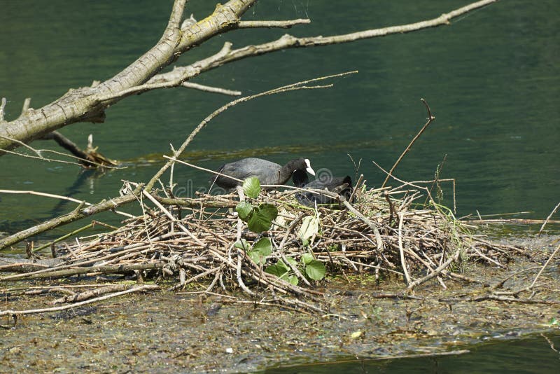 coot immagini stock coot immagini stock