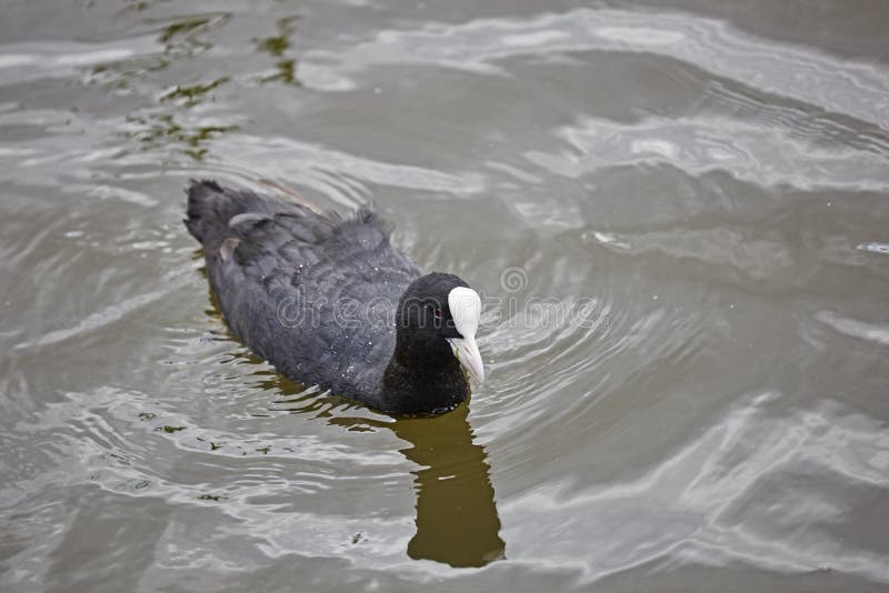 coot fotografie stock libere da diritti coot fotografie stock libere da diritti