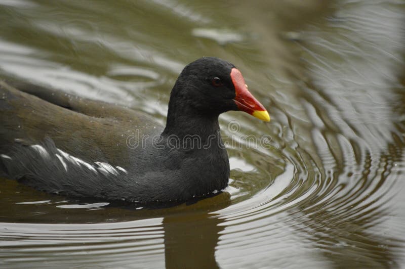 coot fotografia stock coot fotografia stock