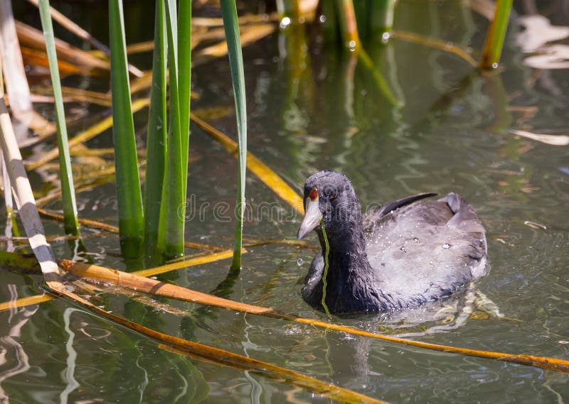 coot immagine stock libera da diritti coot immagine stock libera da diritti