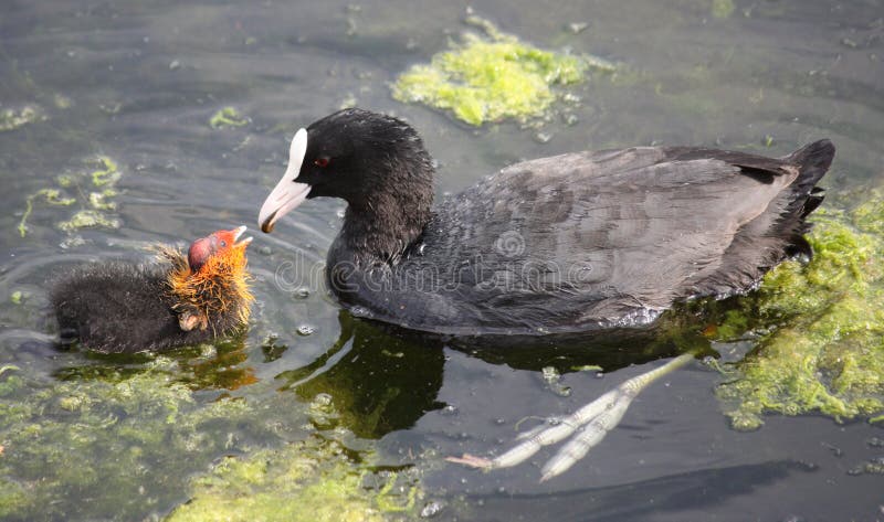 Coot with chick