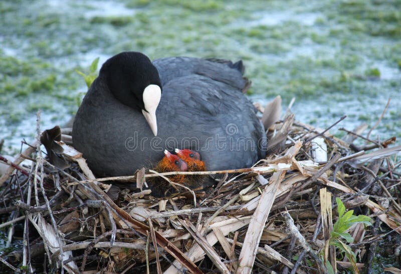 Coot with Chicks