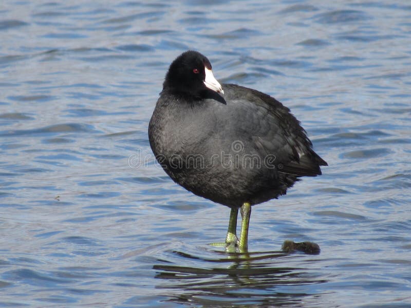 coot immagine stock libera da diritti coot immagine stock libera da diritti