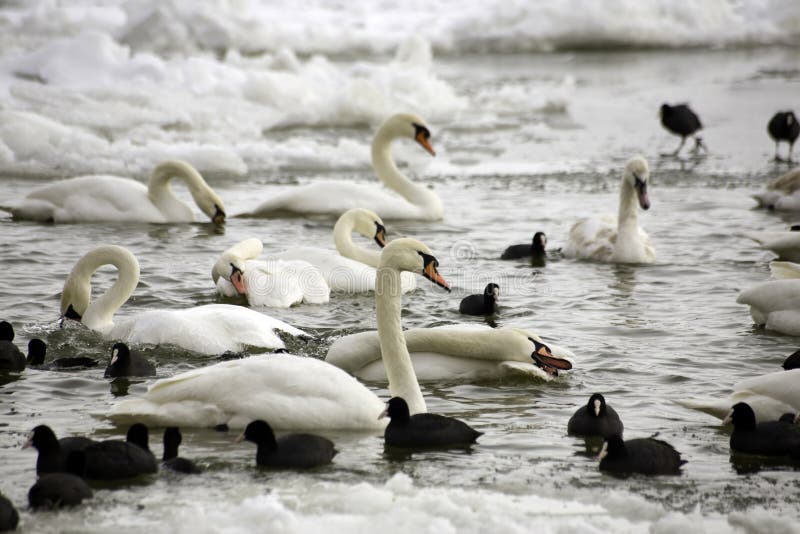 Coots fryste flodswans arkivbild