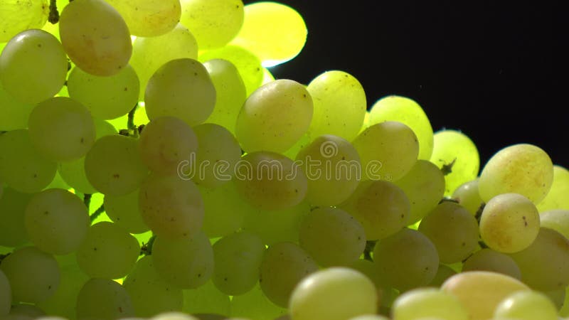 Copa de vino y manojo blancos de uvas verdes Lagar o concepto de la vinificación 4K se cierran encima del vídeo