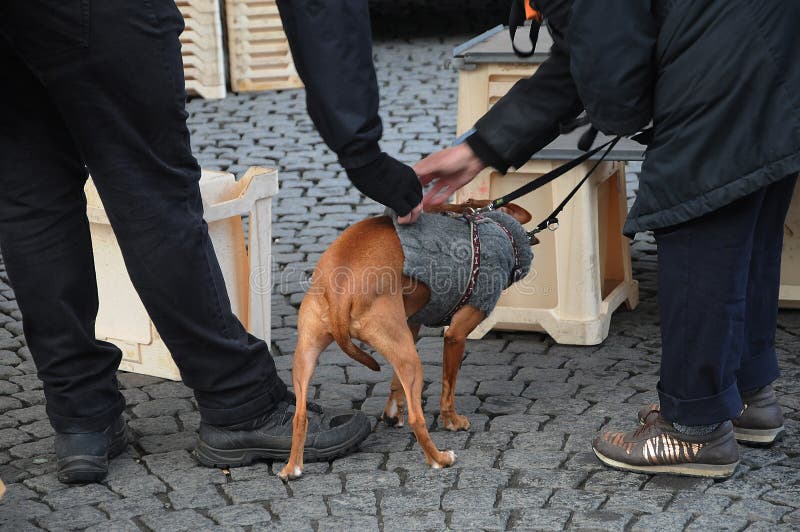 PEOPLE AND DOG LOVE PET stock photos PEOPLE AND DOG LOVE PET stock photos